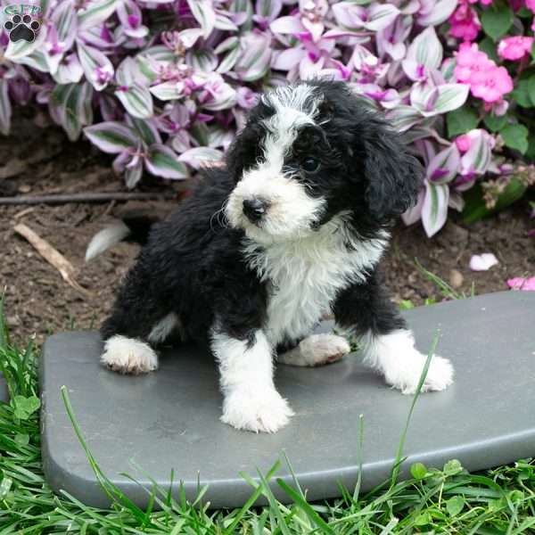 Darcy, Bernedoodle Puppy